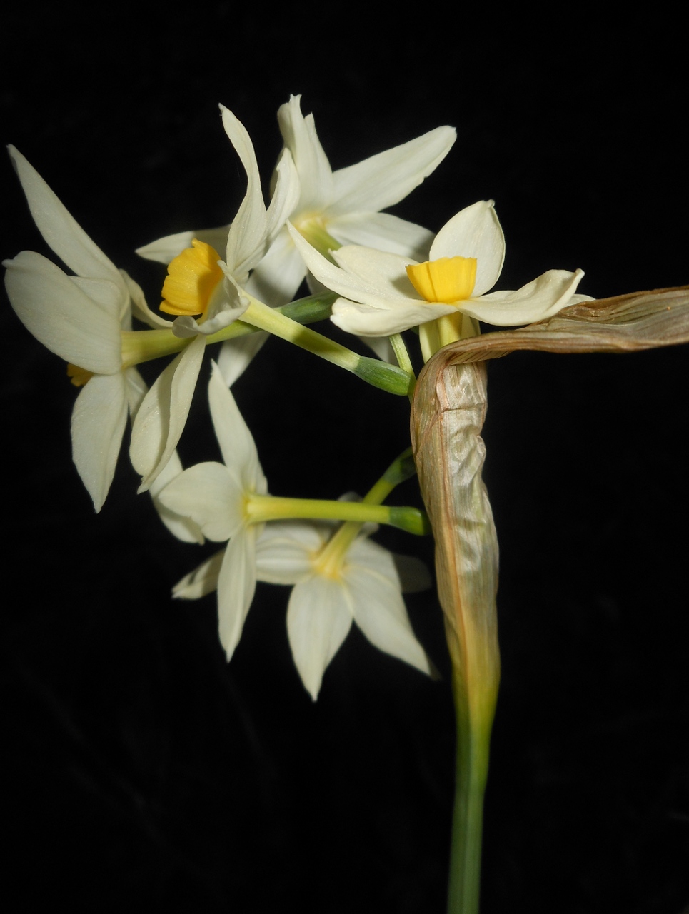 Narcissus tazetta L. subsp. italicus (Ker Gawl.) Baker